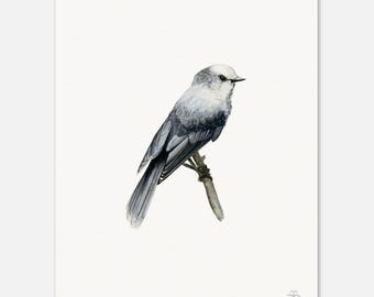 Grey Jay Museum-Quality Art Print