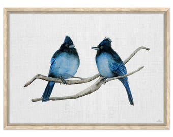 Two Steller Jays Framed Canvas