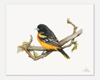 Oriole Bird Museum-Quality Art Print
