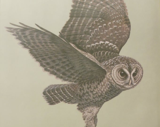 Guy Coheleach Regency House Signed Spotted Owl (Strix Occidentalis) Print