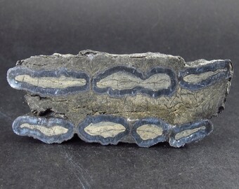 Fossilized Mammoth Tooth Pendant NeolithicF21