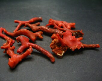 Rare lot de 10 morceaux de corail rouge naturel d'Italie - 19,14 grammes