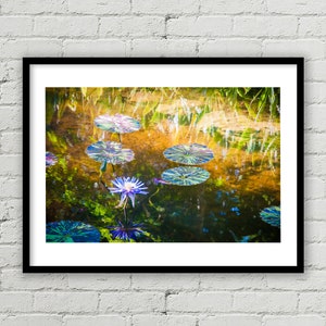 Water Lily Fine Art Print, Florida Paesaggio tropicale Stampa