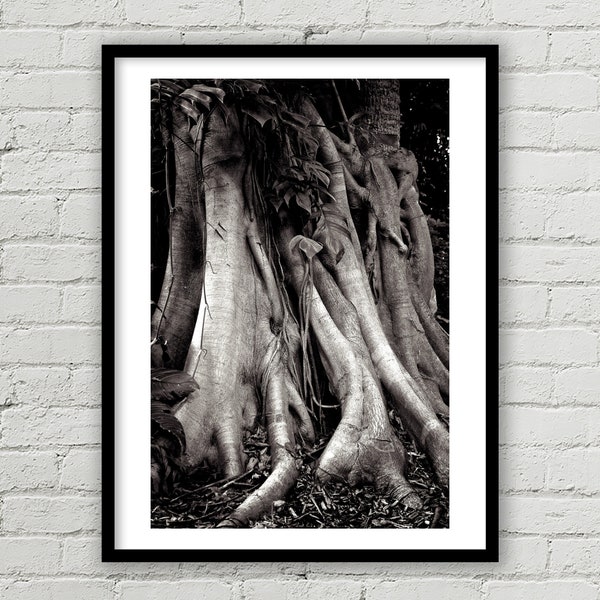 Florida Banyan Tree Fine Art Print, Environmental Forest Print