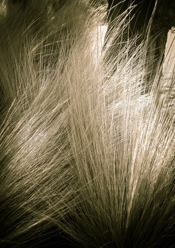 Großes Wüstengras, Kalifornien, Ökologische Pflanze Foto, Wilde Pflanze, Fotografie Kunst, Natur Wandbehang, Schwarz & Weiß Kunst, Home Decor