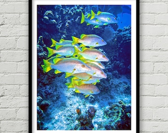 Large Schoolmaster Fish Photo, Underwater print, Coral Reef Photograph, Scuba Diving Art, Tropical Fish, Wall Art, Wall Decor, Home Decor