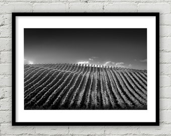Napa Valley Vineyard Art Print, Fine Art Photography, California Grapevines Print