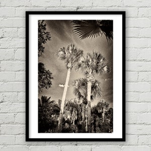 Florida Palm Tree Print, Nature Art Abstract Photograph