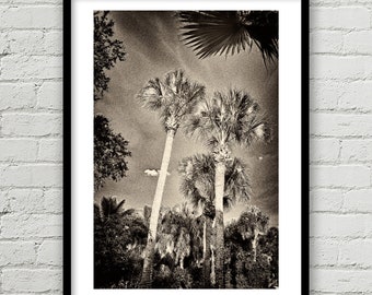 Large Palm Trees Abstract Photo, Nature Photography, Fine Art Print, Black and White Art,Tropical, Florida, Landscape,Home Decor, Wall Decor