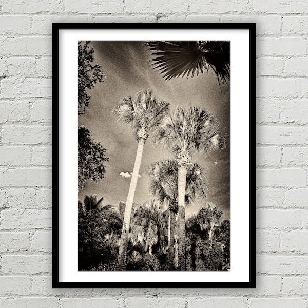 Florida Palm Tree Print, Nature Art Abstract Photograph