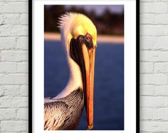 Large Pelican Print, Pelican Fine Art Photo, Bird Photography Print, Nature Photograph, Wildlife, Wall Art, Home Decor, Environmental Art