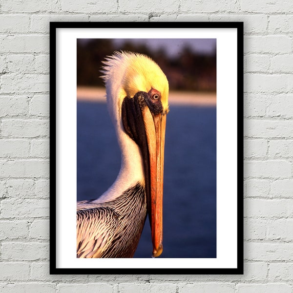 Large Pelican Print, Pelican Fine Art Photo, Bird Photography Print, Nature Photograph, Wildlife, Wall Art, Home Decor, Environmental Art