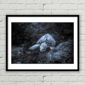 Giant Sea Turtle Photo, Underwater print, Coral Reef Photograph, Black & White Art, Underwater Photo, Wall Art, Wall Decor,Home Decor