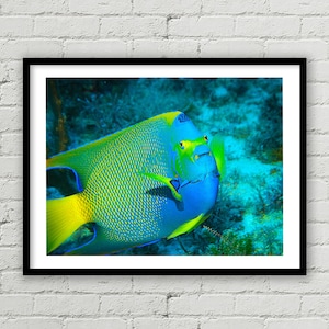 Große Königin Engel Fisch Fotografie, Unterwasser-Druck, Korallenriff Foto, Büro-Dekor, tropischen Fisch, Reisen, Wandkunst, Wand-Dekor, Home Decor