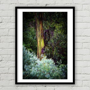 Eucalyptus Tree in the Forest Fine Art Print, Wilderness Fine Art Print, Environmental Forest Print