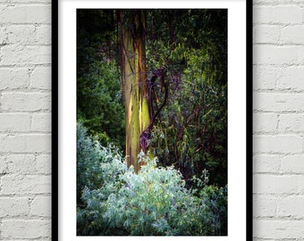 Large Eucalyptus Tree in the Forest Photo, Fine Art Photography, Woods, Wilderness, Forest, Environment, Home Decor Print, Wall Art Print