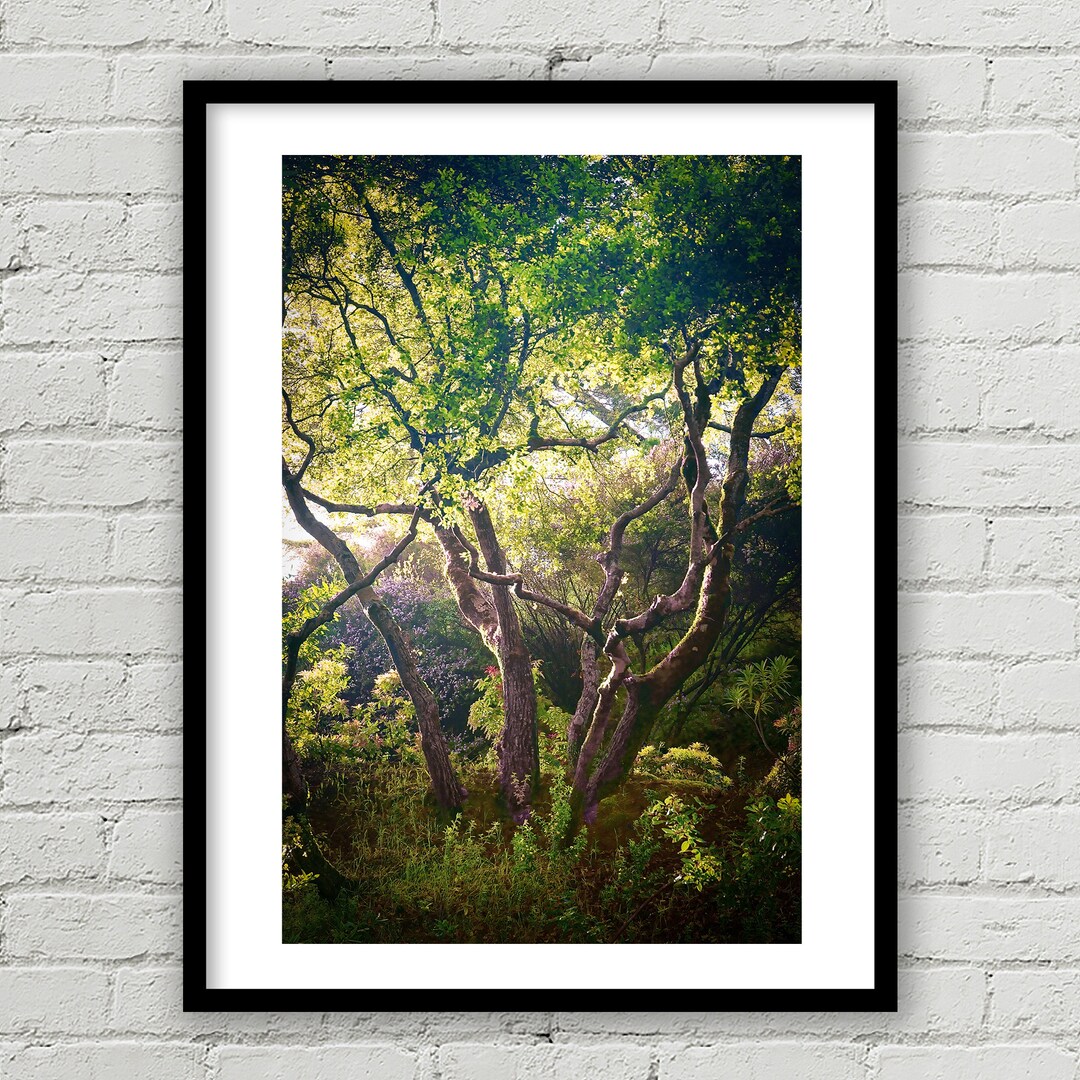 California Tree Fine Art Print Nature Fine Art Print Etsy