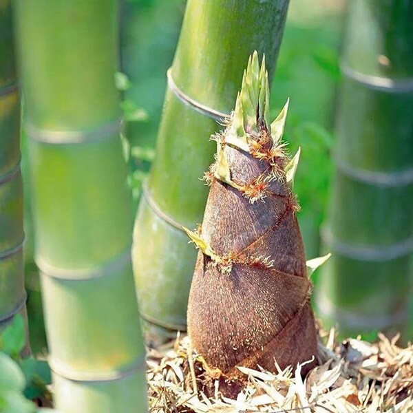 50+Giant Moso Bamboo Seeds Perennial evergreen Grows Edible Bamboo shoots