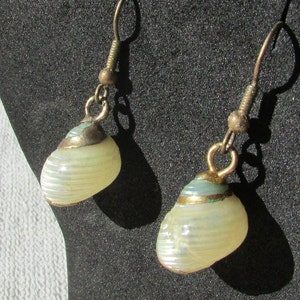 May include: A pair of seashell earrings with a pearlescent finish. The earrings have a light yellow color with a spiral design. The metal components are a bronze color, and the earrings hang from a hook.