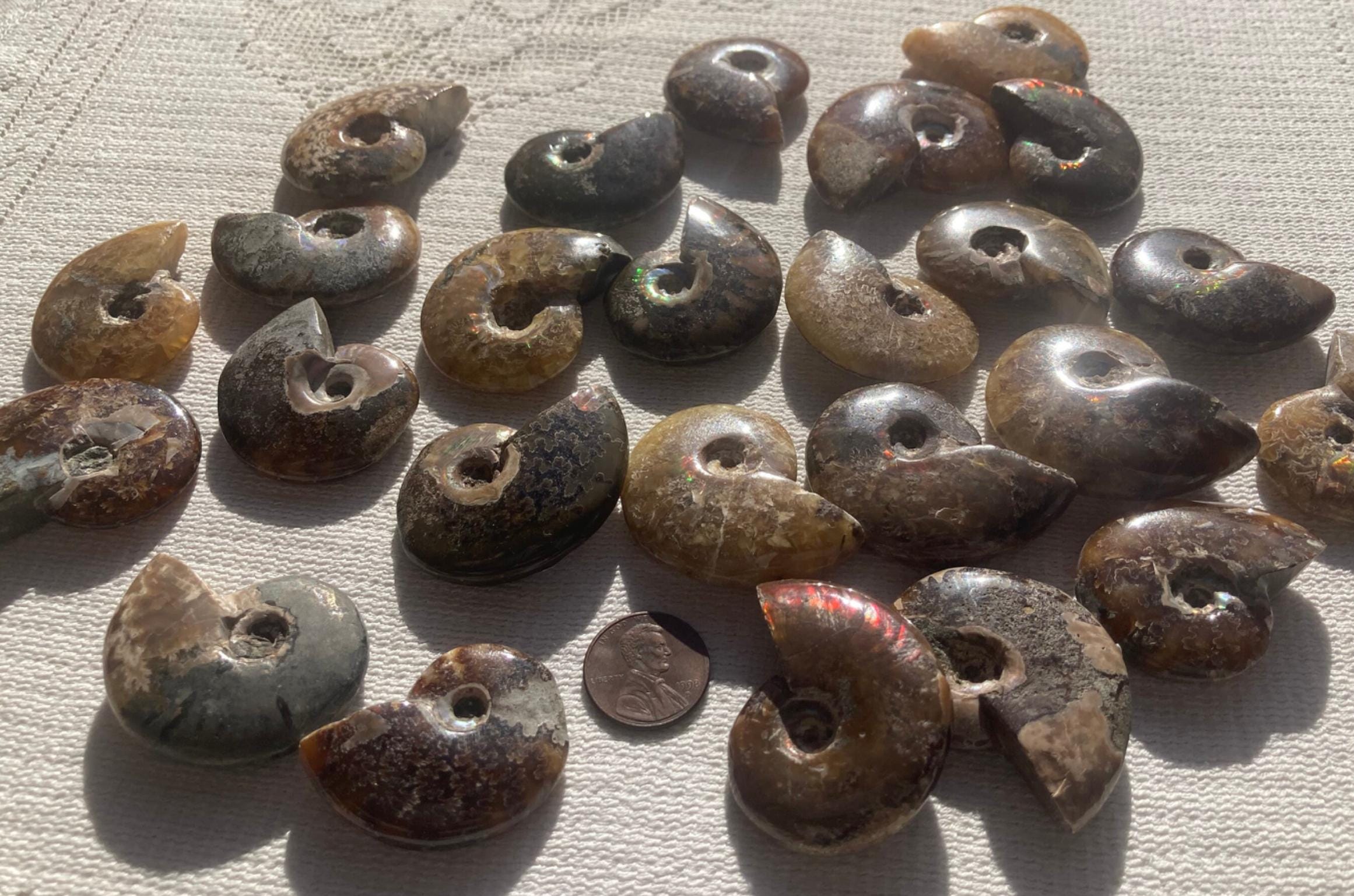 ヴィンテージ アンモナイト化石標本 宝石研磨用品 宝石 カラーワイヤー