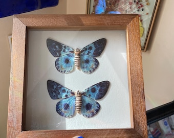 Polymer clay sculpture, insect taxidermy, polymer clay moths, blue tiger moths, handmade polymer clay sculpture, insect art, moths