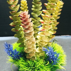 Cute little donkey tail succulent