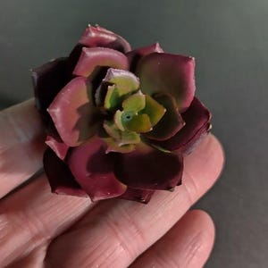 May include: A close-up of a succulent plant with deep burgundy and green leaves. The plant's petals are tightly clustered, forming a rosette shape. The succulent is held in a hand against a dark background.