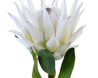 Protea Stems. Hawaiian Flowers. Tropical Flowers  IVORY