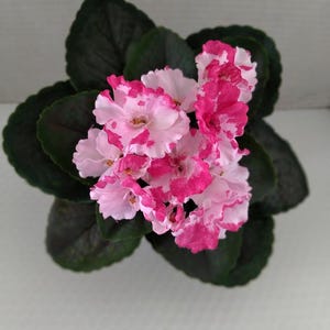 Puede incluir: Primer plano de una planta de violeta africana con hojas de color verde oscuro y racimos de flores rosas y blancas. Las flores tienen un patrón moteado de rosa y blanco. La planta está centrada.