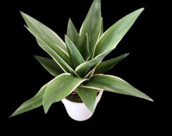 Artificial agave plant