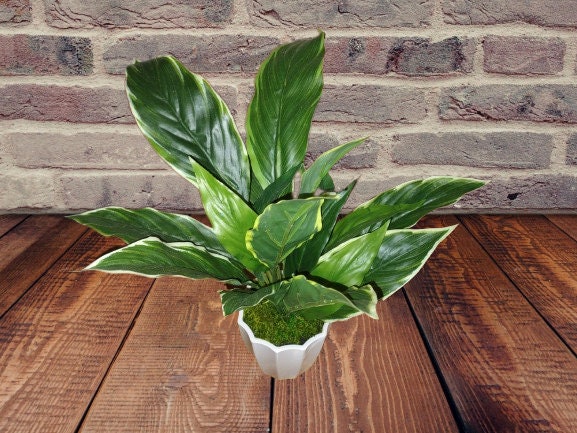 Knstliche Spathiphyllum Pflanze mit buntem Laub - Etsy Schweiz