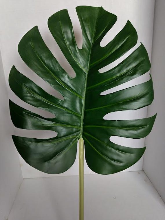 pictures of philodendron plants Philodendron Plant – Madison Flower Shop main image 0