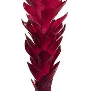 Ginger Lilien-Stiel. Seidenblume Blumengesteck tropisch Hawaiiblumen RD