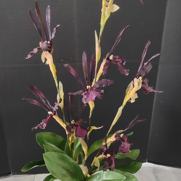 Artificial Zygopetalum orchid plant.