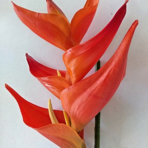 34" Heliconia stem ORANGE