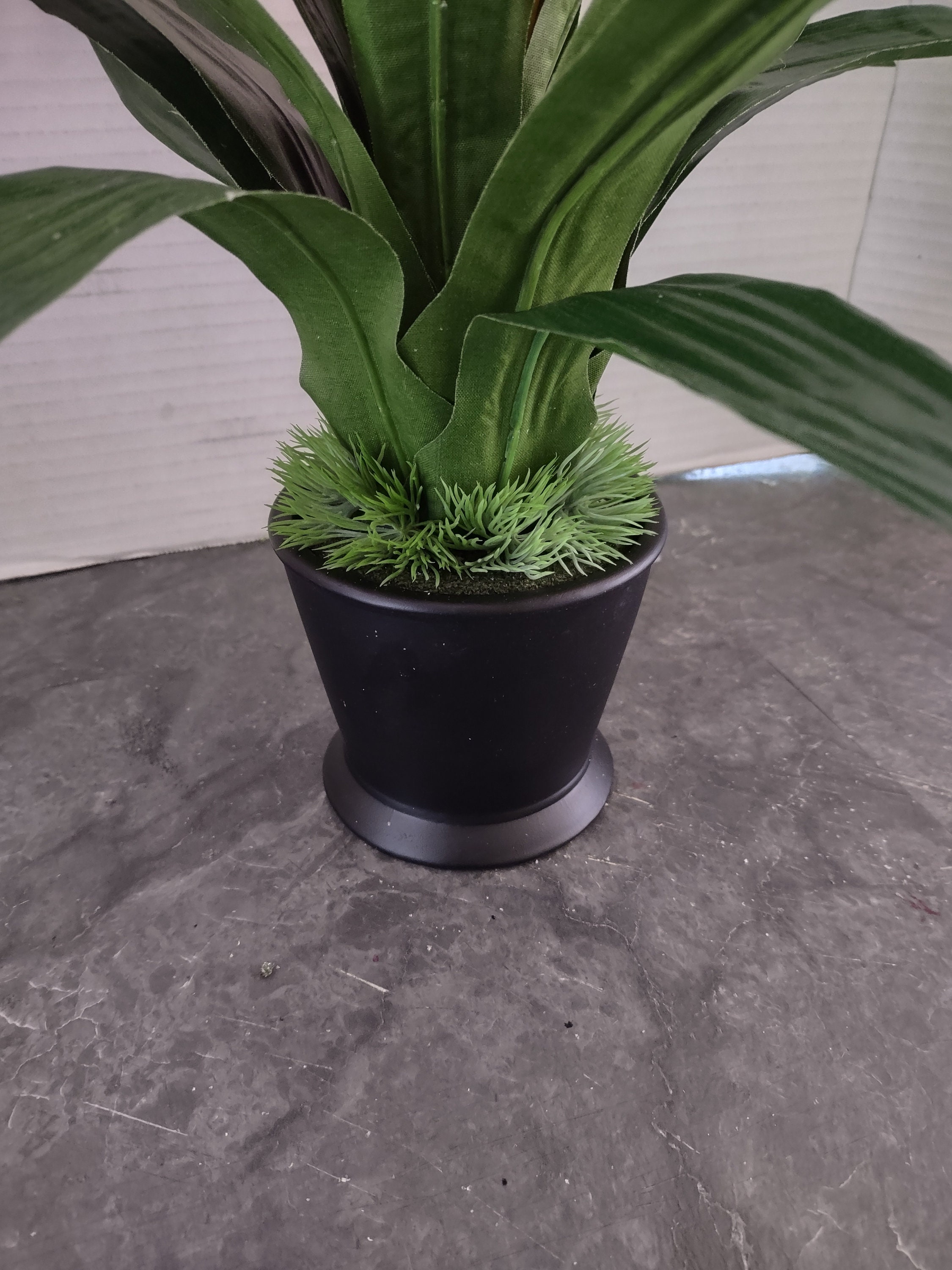 dracaena magenta Dragon Tree (Dracaena Marginata Magenta) – Basic Karma