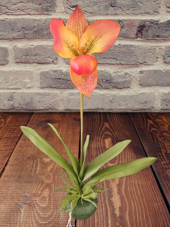 Orange lady slipper flower sale
