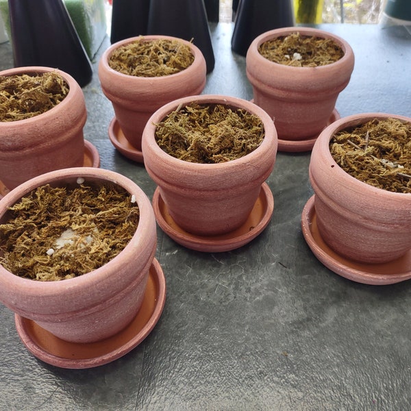 Clay Flower Pots Etsy