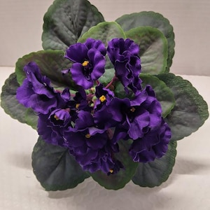 May include: A potted African violet plant with deep purple flowers and dark green, textured leaves. The flowers have yellow centers, and the leaves are arranged in a circular pattern around the plant.