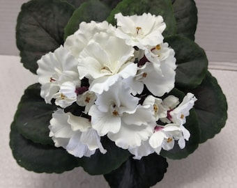 Violeta africana artificial de 8" (blanca)