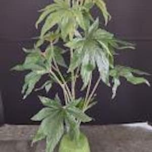 Puede incluir: Planta verde artificial con hojas grandes y texturizadas y múltiples tallos. La planta está en una maceta redonda de color verde claro. El fondo es gris oscuro.