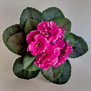 Op de afbeelding: Een levendige Afrikaanse viooltjesplant met trossen gefranjerde, diep magenta-roze bloemen met kleine gele hartjes. De bloesems worden omringd door een dichte rozet van dikke, donkergroene, hartvormige bladeren met zichtbare nerven.