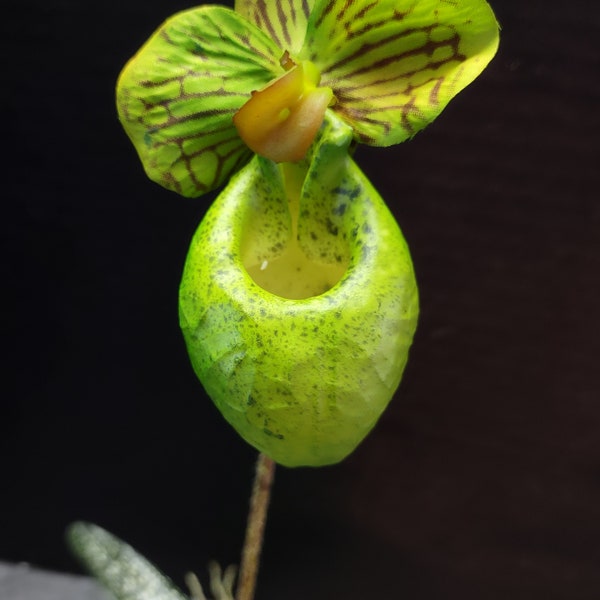 LIME GREEN Mini Artificial Paphiopedilum Lady Slipper Orchid On Disc. Silk Flowers