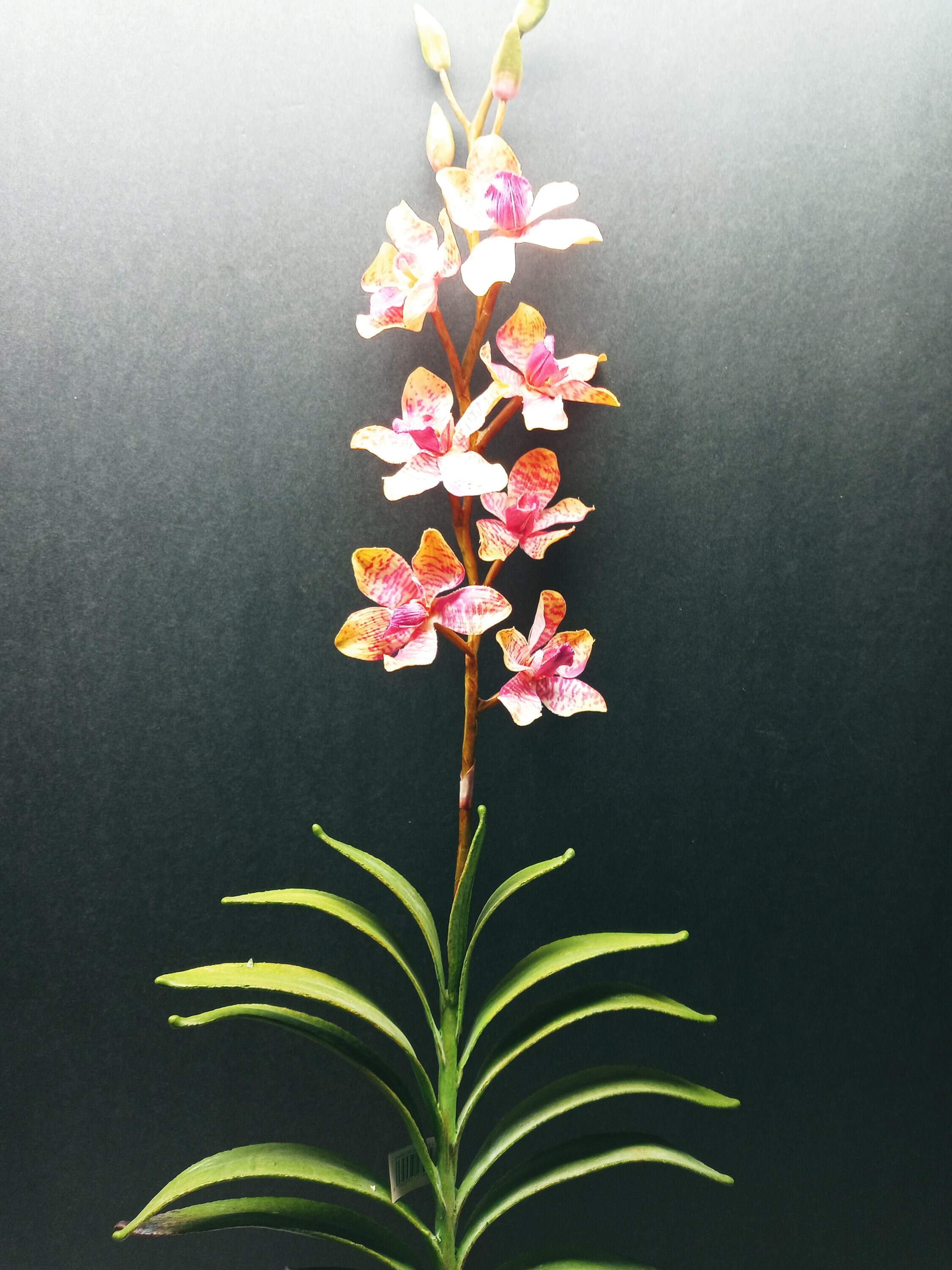 Artificial Vanda Orchid Stem Fuchsia With Yellow Tips 3275098 - Etsy Norway