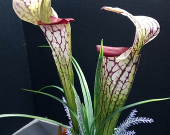 Pitcher Plant Stem YE/RU Silk Flower Floral Arrangements 