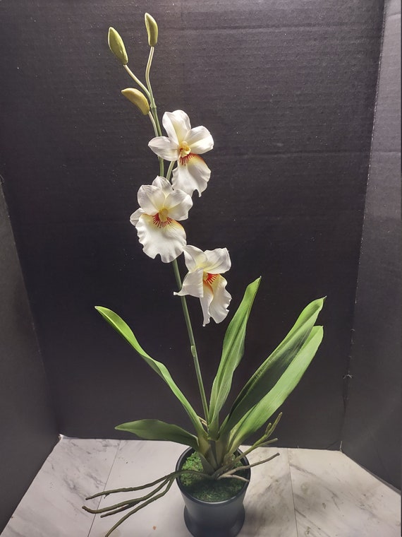 Planta de orquídea miltoniopsis artificial - Etsy España