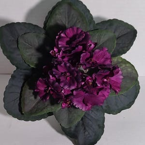 Può includere: Primo piano di una pianta di violetta africana con fiori viola scuro e foglie verde scuro. I fiori sono raggruppati al centro, circondati da grandi foglie strutturate. La pianta è posta su uno sfondo bianco.