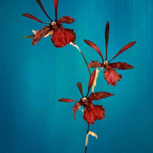 Artificial Zygopetalum orchid stem 254261