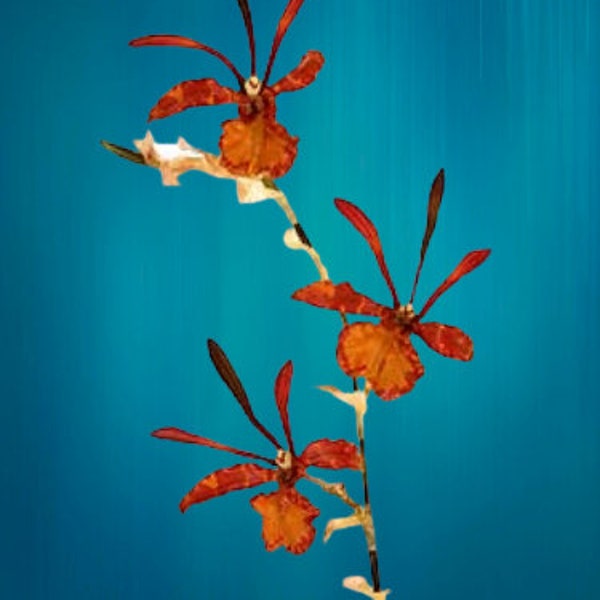 Artificial Zygopetalum orchid stem 254268