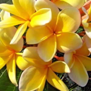 DOUBLE BRANCHED Plumeria - yellow and cream - live cutting - tropical plants